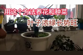 这个方法养花和种菜，叶子宽厚浓绿，长势茂盛视频封面
