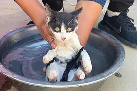 猫咪洗澡：一不小心掉粪坑，又被搓了！视频封面
