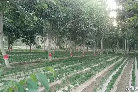 维吾尔族人民的致富路：核桃树下套种辣子西红柿茄子，加油！视频封面