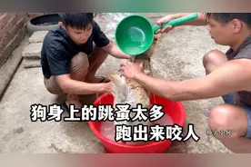 狗身上跳蚤特别多，还跳出来咬人，小何这种药浴能解决问题么