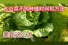 大白菜不同种植时间和方法，长出的白菜就是不一样，差距很大