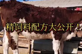 自家喂牛的精饲料配方大公开！无价之宝，建议收藏！视频封面