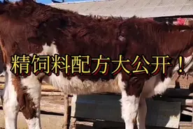 自家喂牛的精饲料配方大公开！无价之宝，建议收藏！视频封面