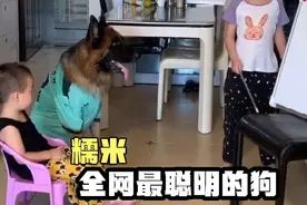 狗狗提前预见危险，紧要关头救了小主人一命。网友；“比人都强”视频封面