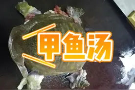 甲鱼汤来啦，重要一步是要使用甲鱼胆汁噢，我妈妈是这期摄影师😂视频封面