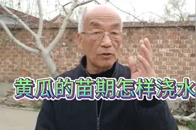 在黄瓜的苗期这样浇水，植株健壮，带瓜胎的花开的多，早结瓜。