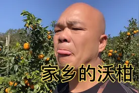 光哥家乡有60亩地沃柑无销路！又大又甜，大家一起帮想想办法视频封面