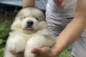 灰桃阿拉斯加，你了解多少呢？