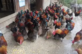 贵州小伙在农村养殖粮食黑脚土鸡，皮厚油黄肉质紧，去看看什么价视频封面