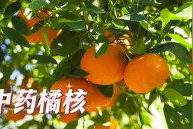 中药橘核别名橘子仁、橘子核、橘米、橘仁、橘籽、橘子籽视频封面