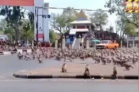 在印度猴子与狗发生大规模群殴视频封面