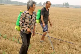 玉米啥时候喷除草剂效果最好？记住这个时间，喷一次杂草全干净视频封面