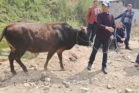 农人训好耕地牤母牛，600斤左右叫价一万二，围观人抢要太划算了