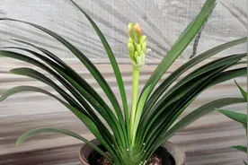 冬天“富养”君子兰，1个基础，3个关键，君子兰早早就开花视频封面