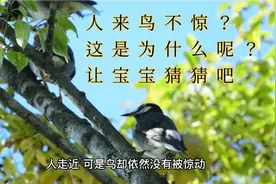 春去花还在，人来鸟不惊。这是为什么呢？学习唐代王维的诗《画》视频封面