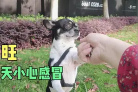 狗子成精了，以为自己是人，逗的主人好开心视频封面