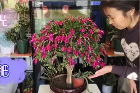 农婆婆的仙人指（蟹爪兰）养的真好，听她谈谈养护经验吧视频封面