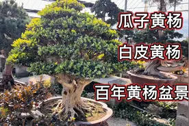 山东鲁南盆景市场，百年黄杨老桩老板要价好几万，到底值不值呢？视频封面