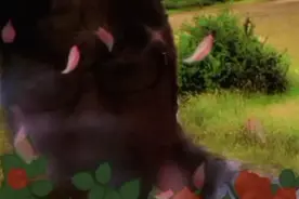 从小就喜欢模仿秀的我.没事干的时候，就喜欢模仿别人视频封面