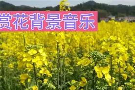 赏花背景音乐：七首旋律优美轻音乐，适合观赏各种花卉背景音乐！