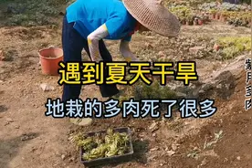 遇到夏天干旱，地栽的多肉死了很多，多肉小苗太难度夏了视频封面
