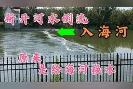 新开河水倒流入海河，以为是天文奇观，原来是给海河这养鱼池换水视频封面