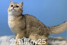 金渐层ny25色的到底什么样，ny25色金渐层和1112到底区别在哪？