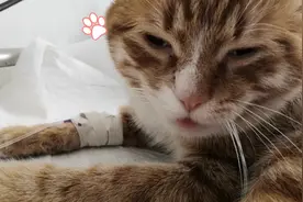 吐着粉粉的小舌头迷蒙的眼神稀里糊涂的就成了毛公公视频封面