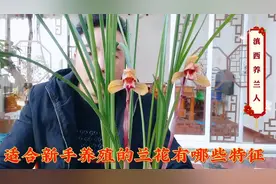 具有这三大特征的兰花最适合新手养殖 ，很多兰商不愿透露的秘密视频封面