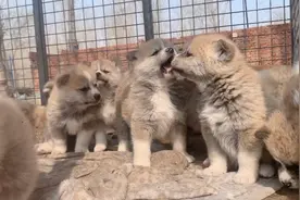 一窝八只秋田犬小狗狗，毛茸茸的耳朵立起来可爱极了，马上断奶了