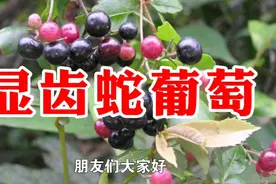 农村一种野生植物名叫显齿蛇葡萄，又名藤茶，用处多价值高请珍惜