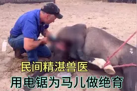 真是技多不压身，民间兽医为马儿做绝育，处处表现出技艺的精湛。