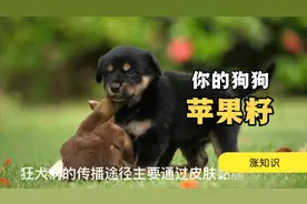苹果籽含氰化物是有毒的视频封面