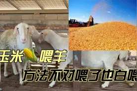 玉米喂羊方法一定要选对，否则喂了也白搭，这样喂羊上膘才快视频封面