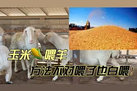 玉米喂羊方法一定要选对，否则喂了也白搭，这样喂羊上膘才快视频封面