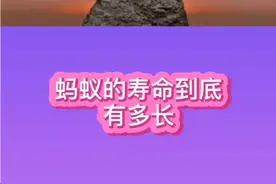蚂蚁的寿命到底有多长视频封面