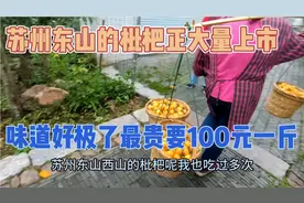 苏州东山的枇杷正大量上市，味道好极了，最贵要100元一斤视频封面