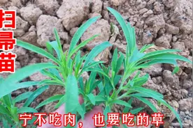 野菜之王“扫帚苗”，不吃肉也要吃的草，到底有啥价值视频封面