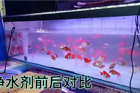 无毒型净水剂，瞬间就能让您的鱼缸变得很清澈，对鱼和水草无伤害视频封面