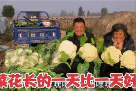 菜花长的越来越好，看着沉甸甸的菜花，60岁老夫妻脸上笑出了花！视频封面