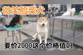 微笑脸柴犬，犬舍，要价2000这个价格你们觉得值吗视频封面