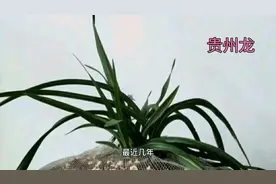 贵州下山的蕙兰龙根水晶矮种兰花，专家估价一亿两千万视频封面