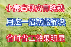 小麦出现贪青晚熟，用这一招就能解决，省时省工效果明显视频封面