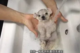 小比熊第一次洗澡，躺在水里竟然舒服的像个孩子，太会享受了！视频封面