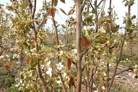 梨树花期大概多长时间？对病虫害防治，用药时间有指导意义看看吧视频封面