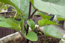 茄子想要高产，第一次整枝打杈管理很重要，方法对后期茄子产量高视频封面