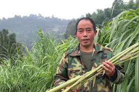 养羊老哥养羊，和朋友们分享甜象草和皇竹草的种植方法视频封面