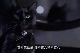 民间故事，黑猫讨封视频封面