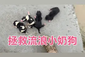 拯救被冲进水里，刚出生不久的小奶狗！视频封面