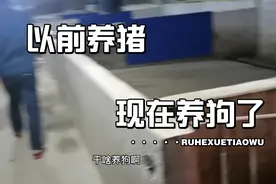 又是一个养猪场，转型进军肉狗行业视频封面